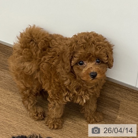 トイ・プードルの写真