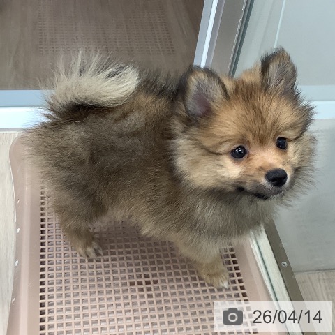 埼玉県のポメラニアン (ペットプラス 川口店/2026年2月10日生まれ/男の子/オレンジセーブル)の子犬の4枚目の画像