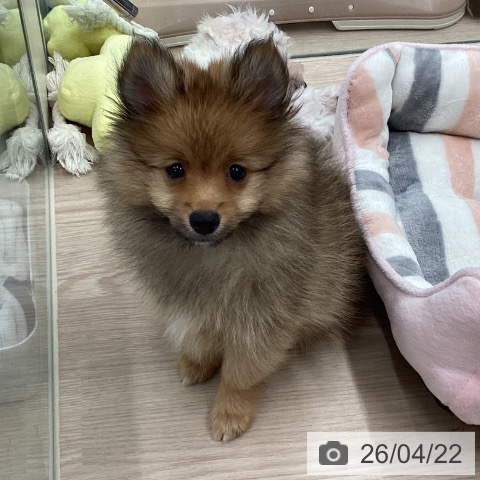 埼玉県のポメラニアン (ペットプラス 川口店/2026年2月10日生まれ/男の子/オレンジセーブル)の子犬の3枚目の画像