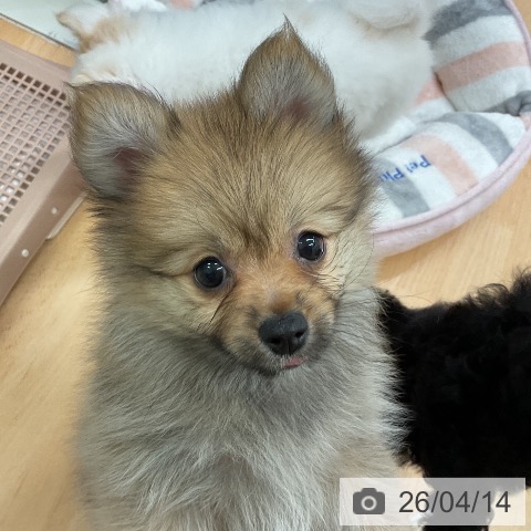 ポメラニアンの写真