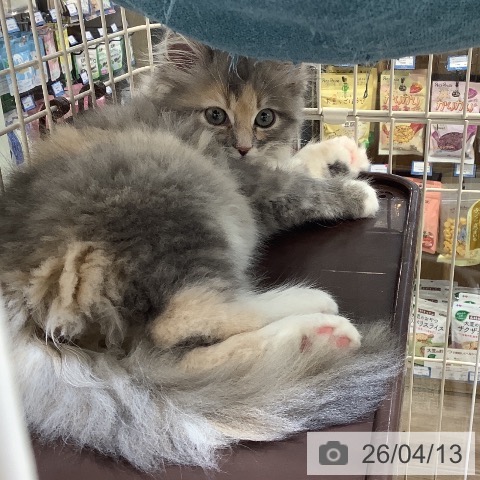 サイベリアンの写真