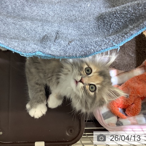 サイベリアンの写真