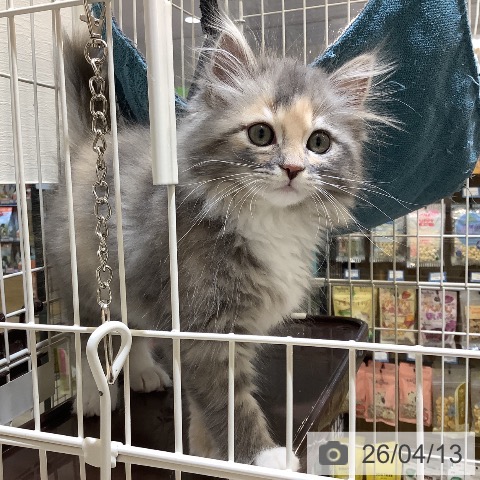 サイベリアンの写真