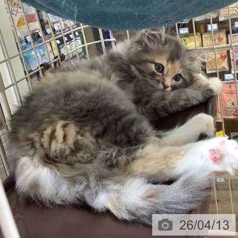 サイベリアンの写真