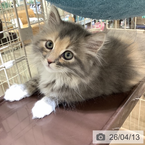 サイベリアンの写真