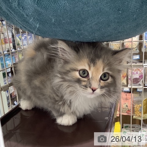 サイベリアンの写真