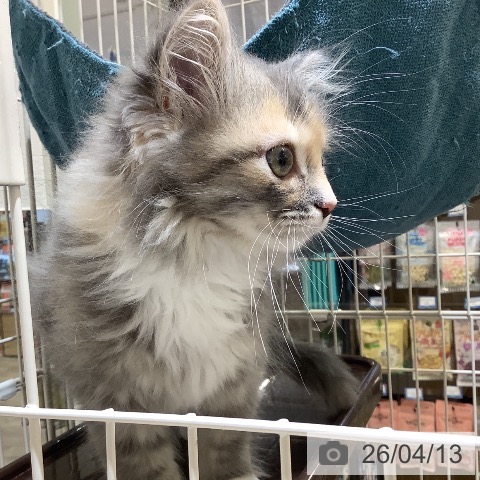 サイベリアンの写真