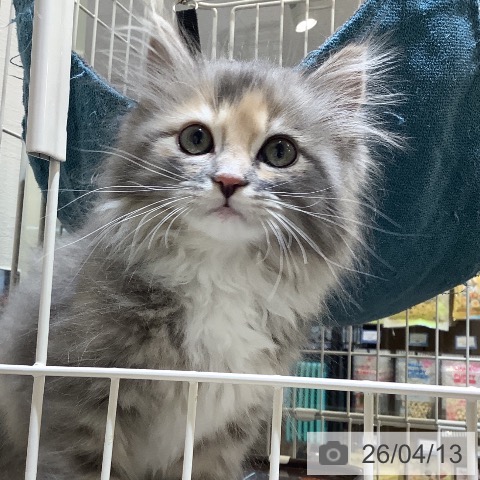 サイベリアンの写真