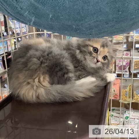 サイベリアンの写真