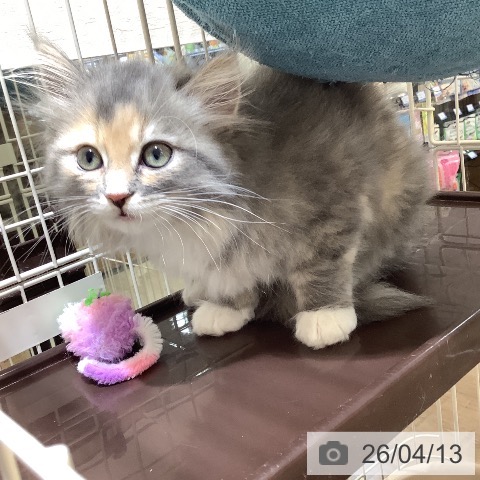 サイベリアンの写真