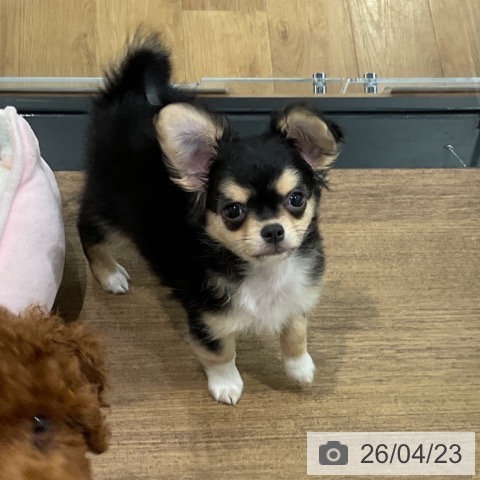 埼玉県のチワワ(ロング) (ペッツワン 吉川美南店/2026年2月9日生まれ/男の子/ブラックタンホワイト)の子犬の4枚目の画像