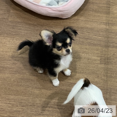 埼玉県のチワワ(ロング) (ペッツワン 吉川美南店/2026年2月9日生まれ/男の子/ブラックタンホワイト)の子犬の3枚目の画像