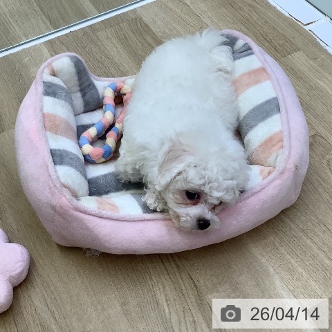 ビション・フリーゼの写真