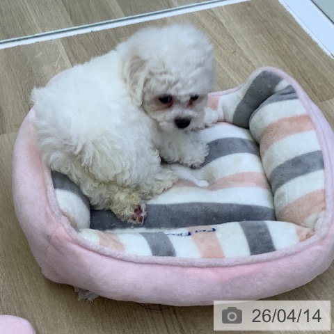 ビション・フリーゼの写真