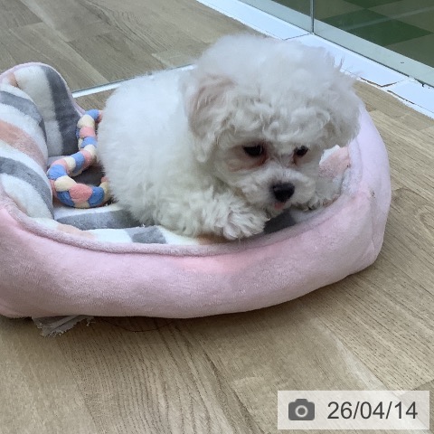 ビション・フリーゼの写真