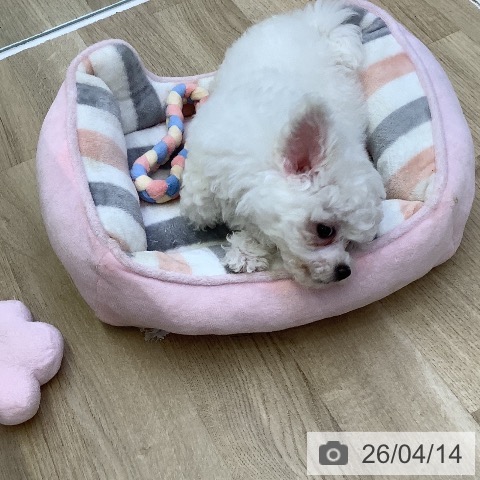 ビション・フリーゼの写真