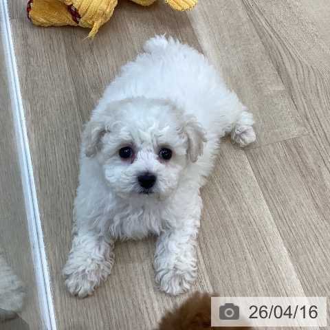 群馬県のビションフリーゼ (ペットプラス 前橋店/2026年2月11日生まれ/男の子/ホワイト)の子犬の4枚目の画像