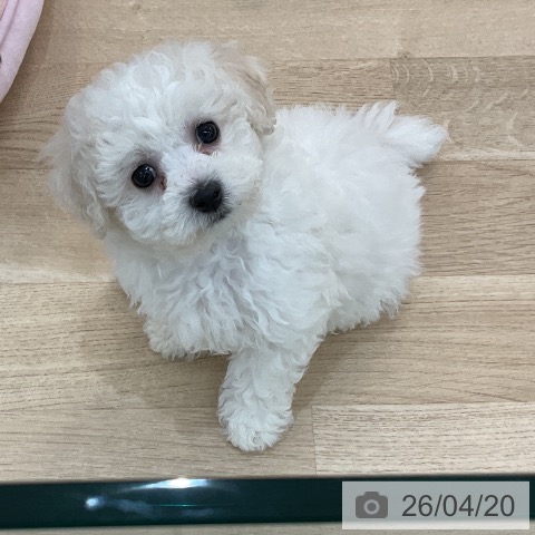 群馬県のビションフリーゼ (ペットプラス 前橋店/2026年2月11日生まれ/男の子/ホワイト)の子犬の3枚目の画像