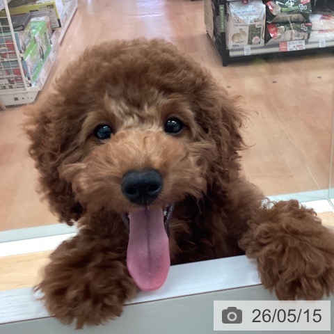 神奈川県のトイプードル(トイ) (ペットプラス 海老名店/2026年2月10日生まれ/男の子/レッド)の子犬の4枚目の画像