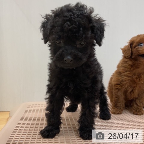 トイ・プードルの写真