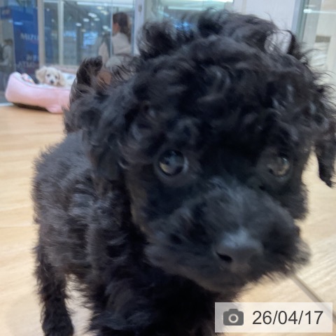 トイ・プードルの写真