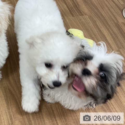 茨城県のシーズー (ペッツワン 阿見店/2026年2月10日生まれ/男の子/ホワイトゴールド)の子犬の3枚目の画像