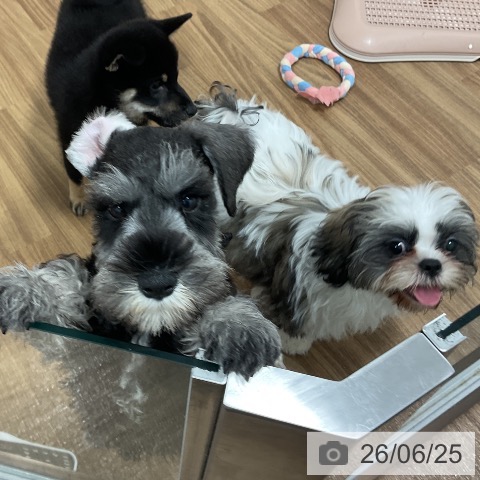 茨城県のシーズー (ペッツワン 阿見店/2026年2月10日生まれ/男の子/ホワイトゴールド)の子犬の3枚目の画像
