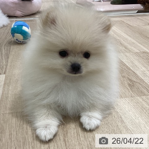 宮城県のポメラニアン (ペットプラス 仙台上杉店/2026年2月11日生まれ/男の子/クリーム)の子犬の4枚目の画像