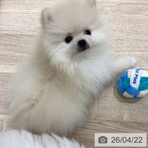 宮城県のポメラニアン (ペットプラス 仙台上杉店/2026年2月11日生まれ/男の子/クリーム)の子犬の3枚目の画像