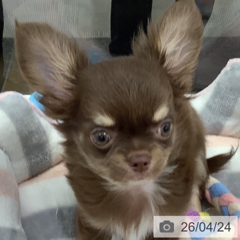 長野県のチワワ(ロング) (ペットプラス 松本店/2026年2月7日生まれ/男の子/チョコレートタンホワイト)の子犬の4枚目の画像