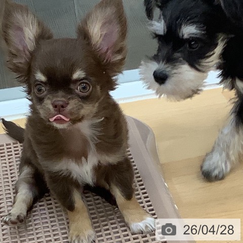 長野県のチワワ(ロング) (ペットプラス 松本店/2026年2月7日生まれ/男の子/チョコレートタンホワイト)の子犬の3枚目の画像