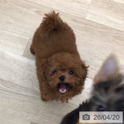 トイ・プードルの写真