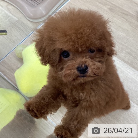 トイ・プードルの写真