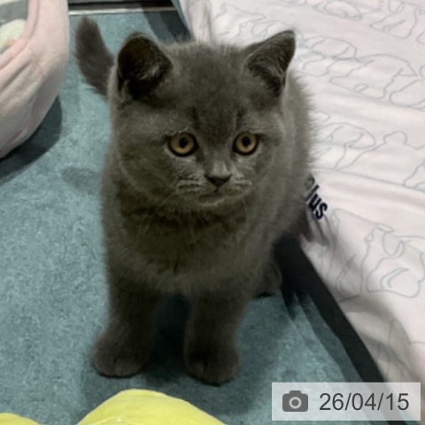 ブリティッシュショートヘアの写真