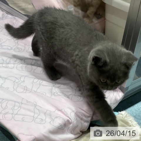 ブリティッシュショートヘアの写真