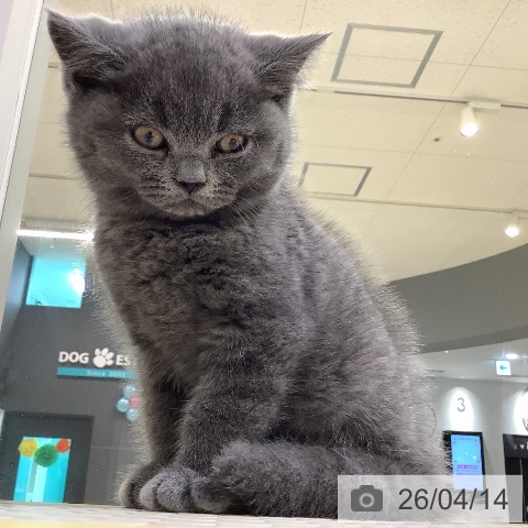 ブリティッシュショートヘアの写真