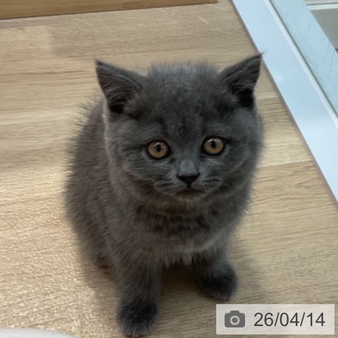 ブリティッシュショートヘアの写真