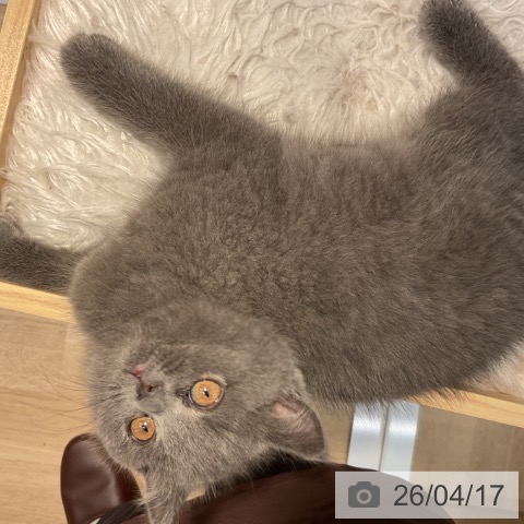 群馬県のブリティッシュショートヘアー (ペットプラス イオンモール太田店/2026年2月11日生まれ/女の子/ブルー)の子猫の3枚目の画像