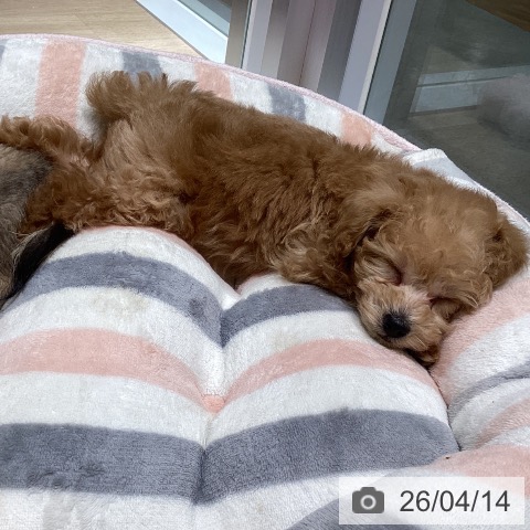 トイ・プードルの写真