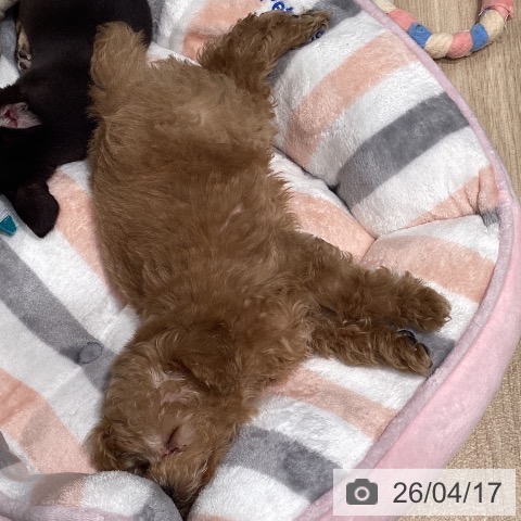 東京都のトイプードル(トイ) (ペットプラス 立川高島屋S.C.店/2026年2月11日生まれ/男の子/オレンジフォーン)の子犬の4枚目の画像