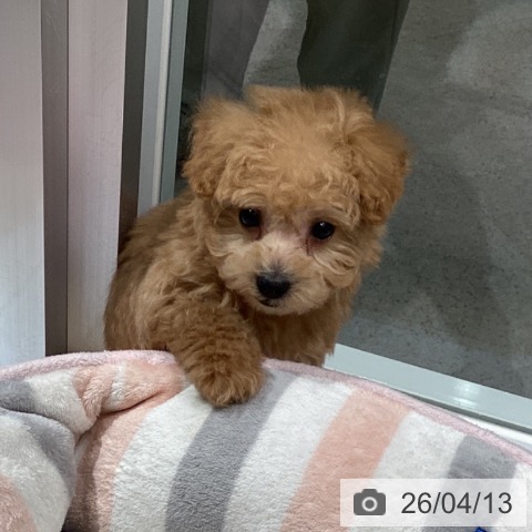 トイ・プードルの写真