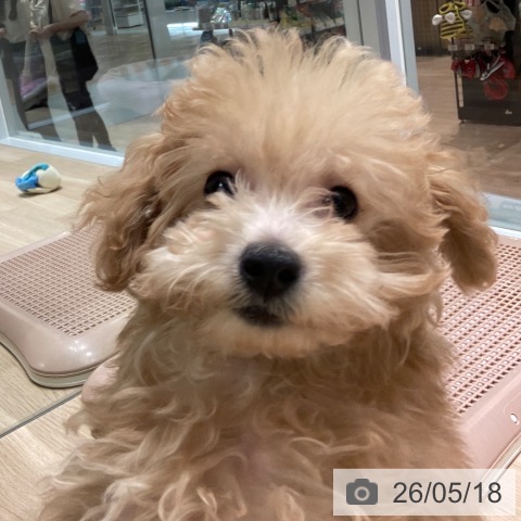 東京都のトイプードル(トイ) (ペットプラス 立川高島屋S.C.店/2026年2月11日生まれ/男の子/オレンジフォーン)の子犬の3枚目の画像