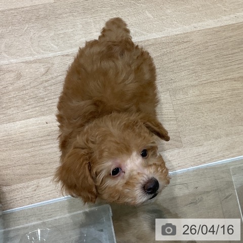 岩手県のトイプードル(トイ) (ペットプラス 盛岡南店/2026年2月11日生まれ/男の子/オレンジフォーン)の子犬の3枚目の画像