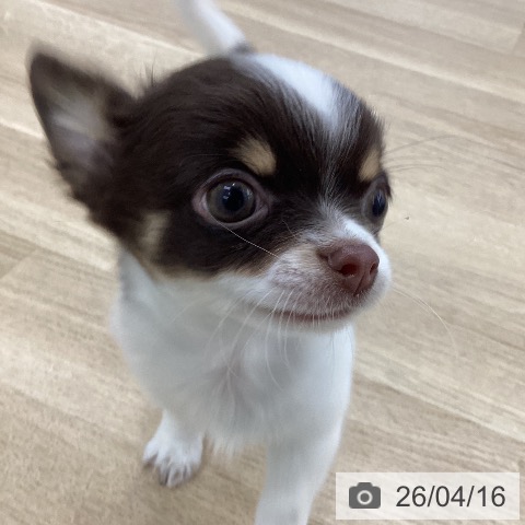 山梨県のチワワ(ロング) (ペットプラス 甲府国母店/2026年1月26日生まれ/男の子/チョコレートタンホワイト)の子犬の4枚目の画像