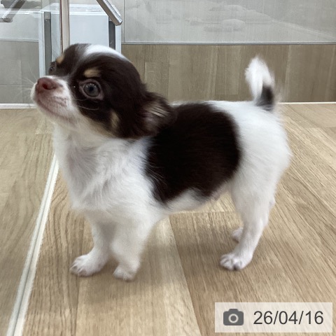 山梨県のチワワ(ロング) (ペットプラス 甲府国母店/2026年1月26日生まれ/男の子/チョコレートタンホワイト)の子犬の3枚目の画像