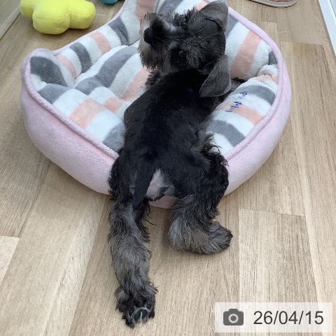 東京都のミニチュアシュナウザー (ペットプラス 日の出店/2026年2月10日生まれ/女の子/ソルトペッパー)の子犬の3枚目の画像