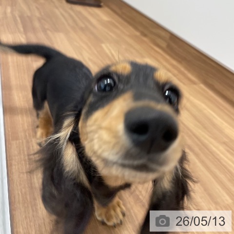 カニーンヘン・ダックスフンドの写真