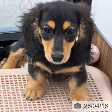 茨城県のカニンヘンダックスフンド(ロング) (ペッツワン 古河店/2026年1月28日生まれ/男の子/ブラックタン)の子犬の4枚目の画像