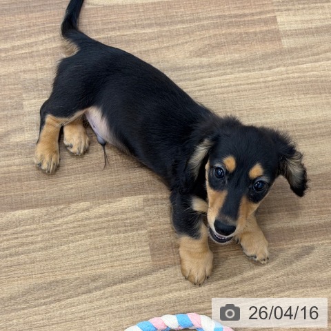 茨城県のカニンヘンダックスフンド(ロング) (ペッツワン 古河店/2026年1月28日生まれ/男の子/ブラックタン)の子犬の3枚目の画像