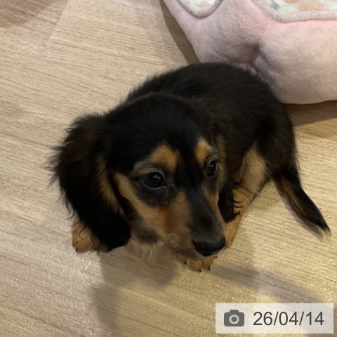 カニーンヘン・ダックスフンドの写真